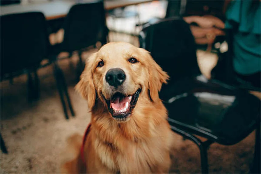 Shaping canin : 5 étapes faciles pour éduquer votre chien comme un pro