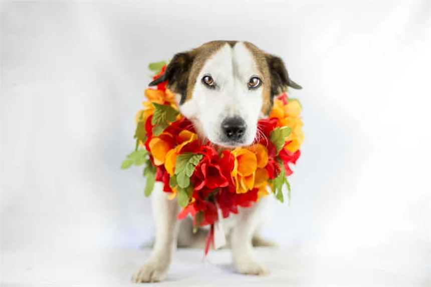 Ichthyobodo : 3 signes que votre poisson est infecté