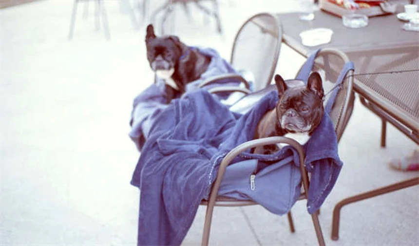 Comment réduire l'odeur de son furet : 5 astuces efficaces