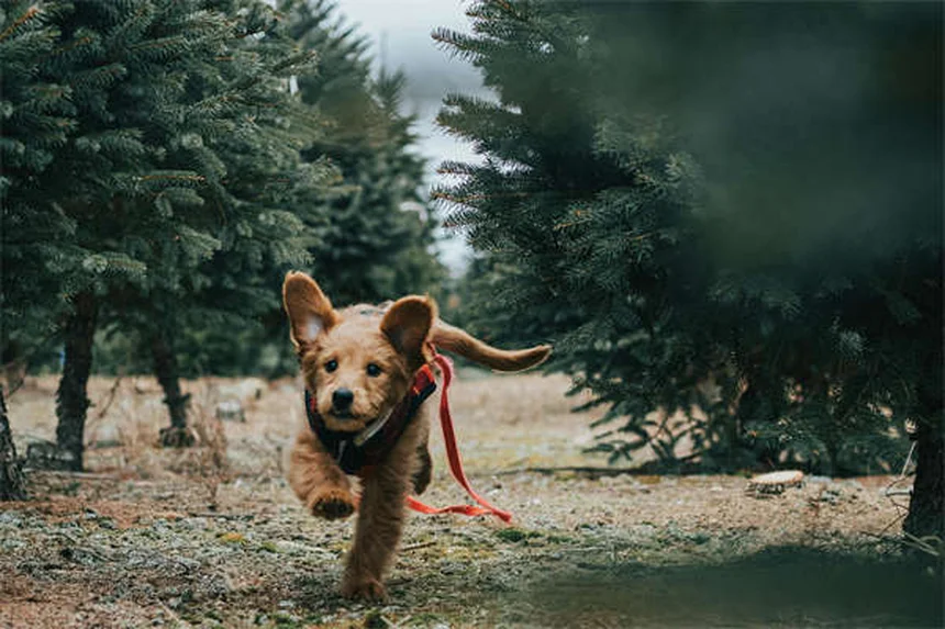 Syndrome de Fanconi chez le chien : symptômes, traitement et espérance de vie