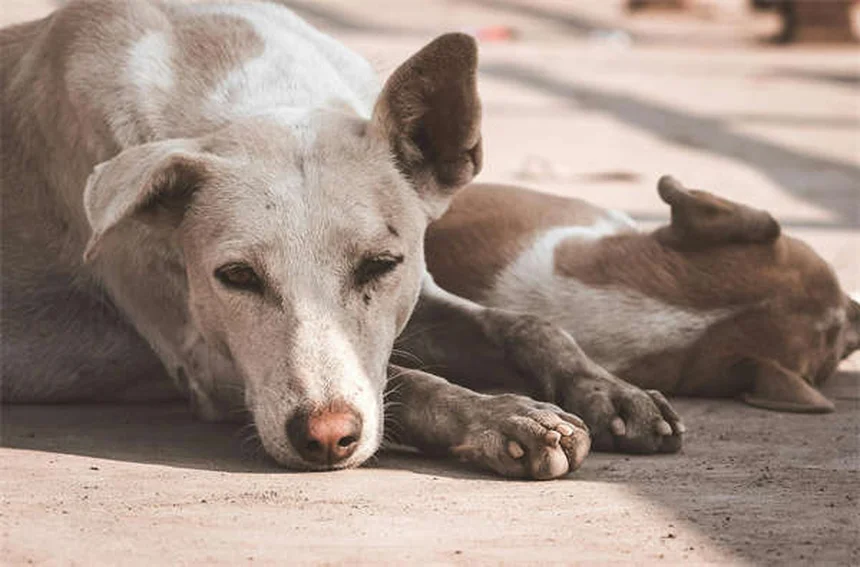 Régurgitation chez les furets : symptômes, causes et solutions