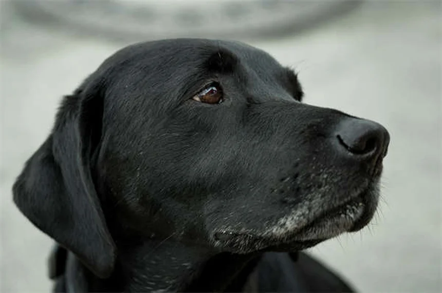 Pourquoi mon chien me fixe-t-il ? 5 raisons étonnantes expliquées