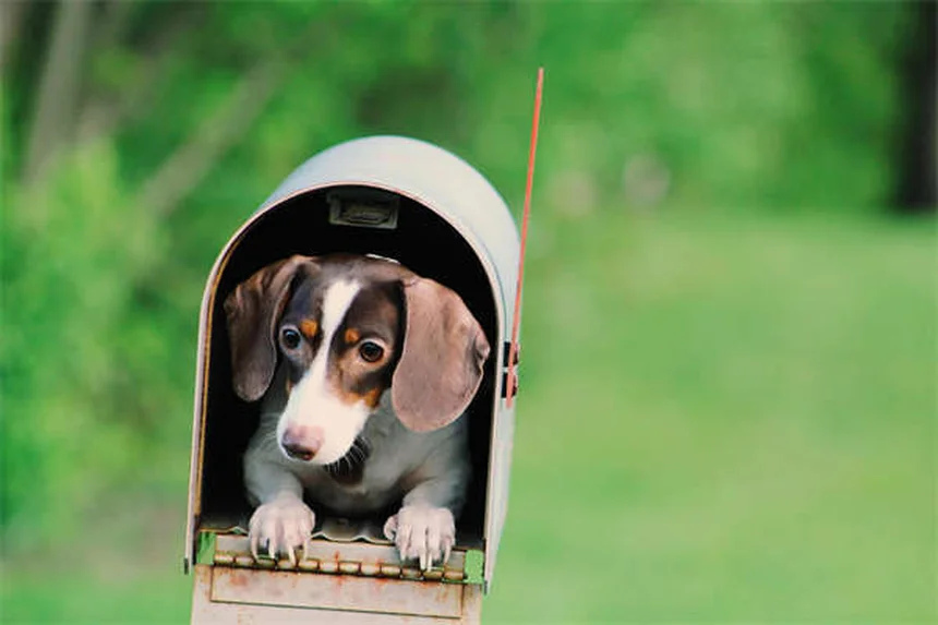 Comment bien nourrir son chiot : 5 conseils essentiels