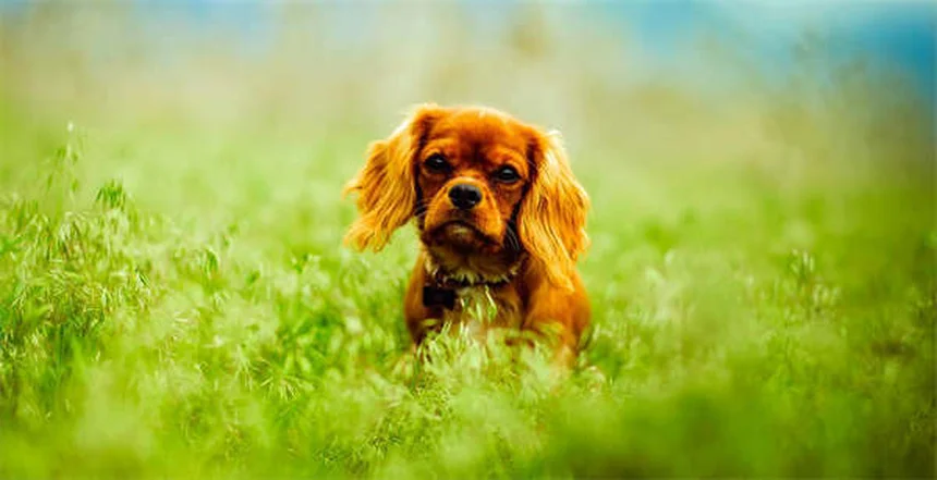 Top 10 des races de chiens préférées des Français en 2025
