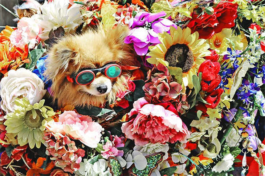 Mon chien vomit jaune : causes et solutions efficaces