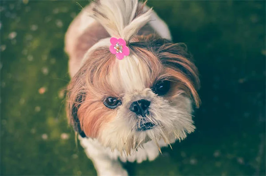 Où se cachent les tiques sur votre chien ? Découvrez leurs cachettes secrètes !