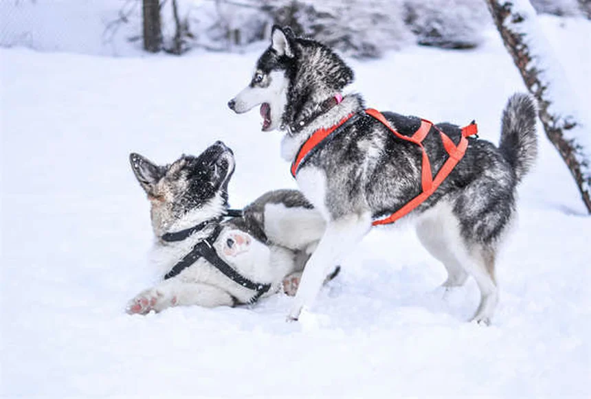 Comfortis® pour chiens et chats : Le guide complet contre les puces
