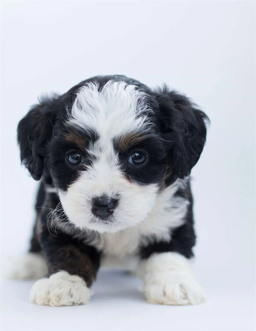 Comfortis® pour chiens et chats : Le guide complet contre les puces