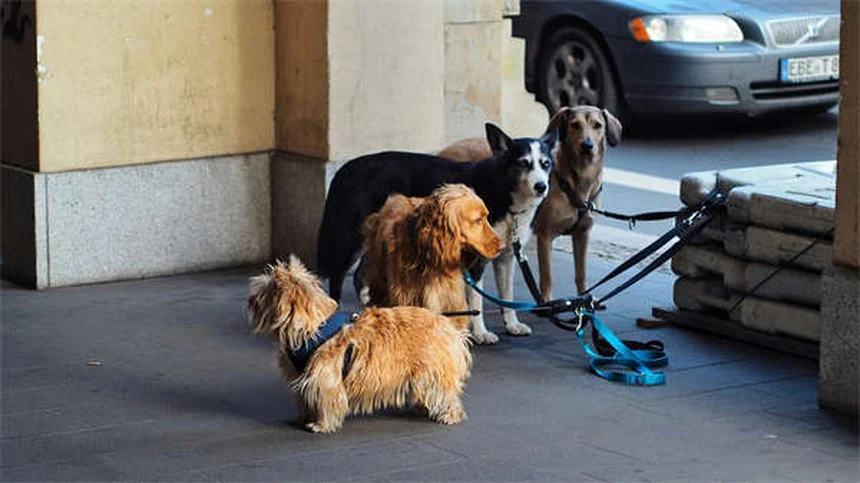 Vaccin Lyme pour chien : tout ce qu'il faut savoir pour protéger votre toutou