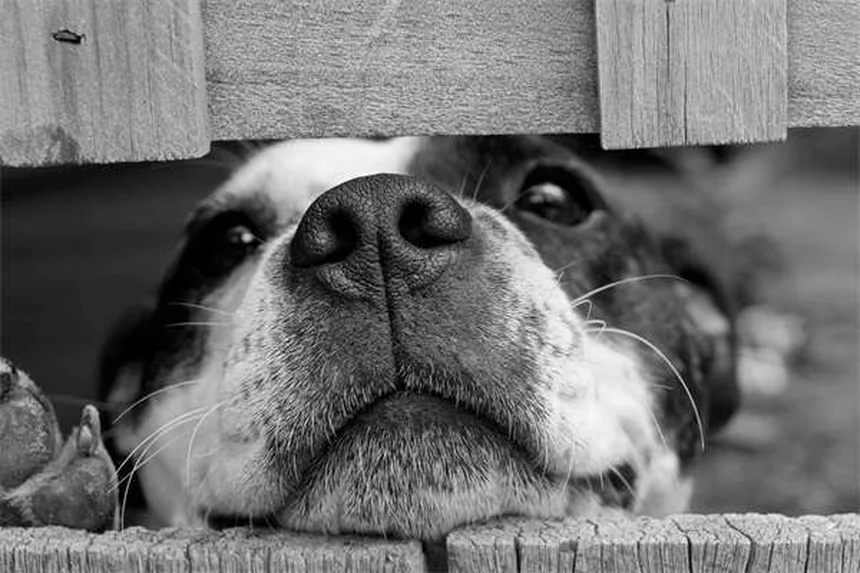 Vaccin Lyme pour chien : tout ce qu'il faut savoir pour protéger votre toutou