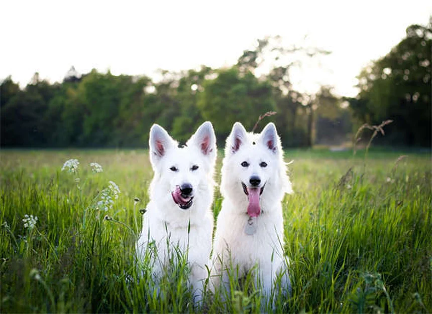 Adopter un chien : les 6 erreurs à ne surtout pas faire !