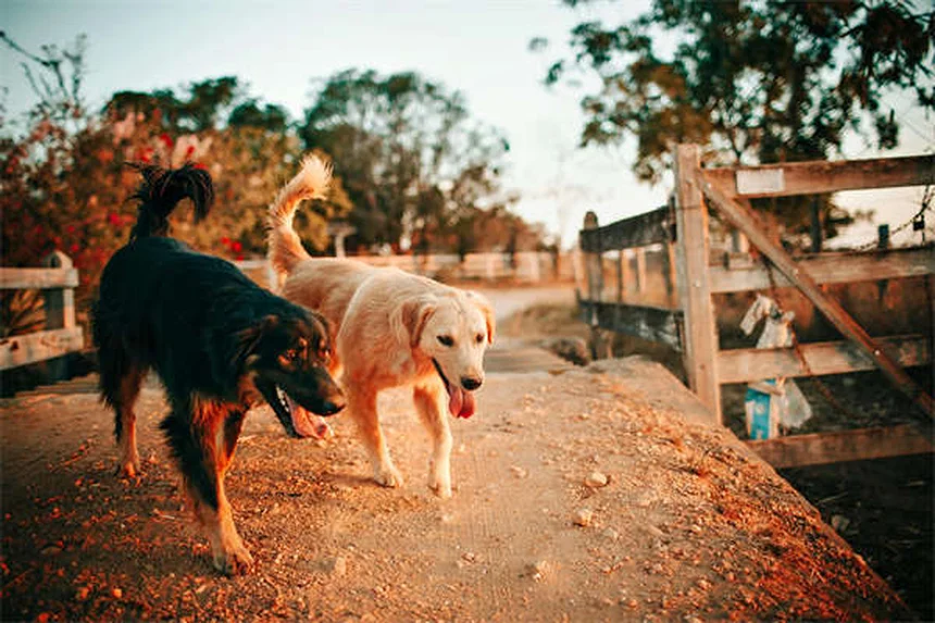 Adopter un chien : les 6 erreurs à ne surtout pas faire !