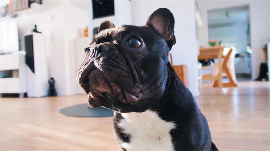 6 Secrets de Toilettage Canin Que Votre Professionnel Souhaiterait Vous Voir Connaître