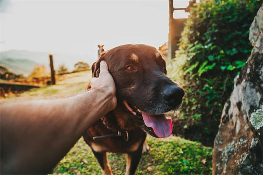 6 Secrets de Toilettage Canin Que Votre Professionnel Souhaiterait Vous Voir Connaître