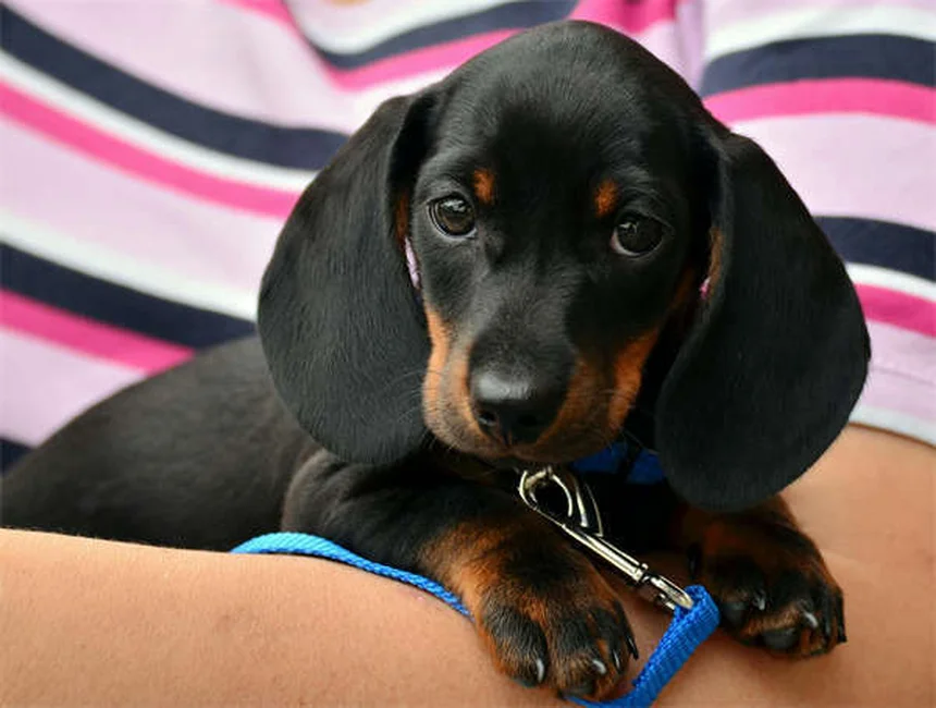 10 conseils essentiels avant d'adopter un chien ou un chat