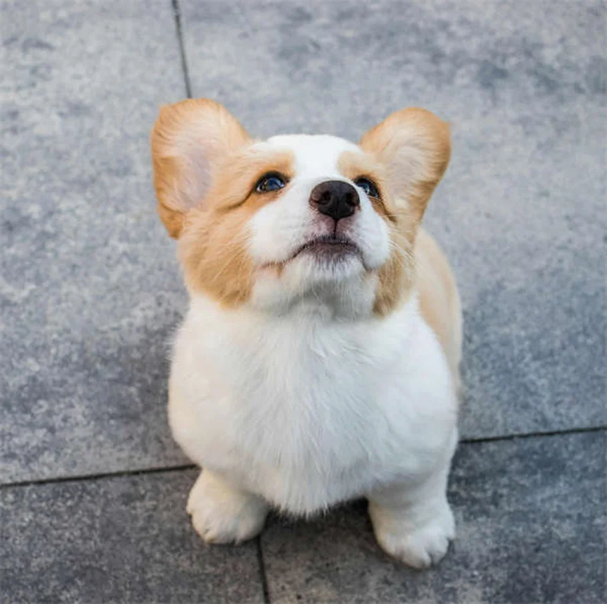 10 conseils essentiels avant d'adopter un chien ou un chat