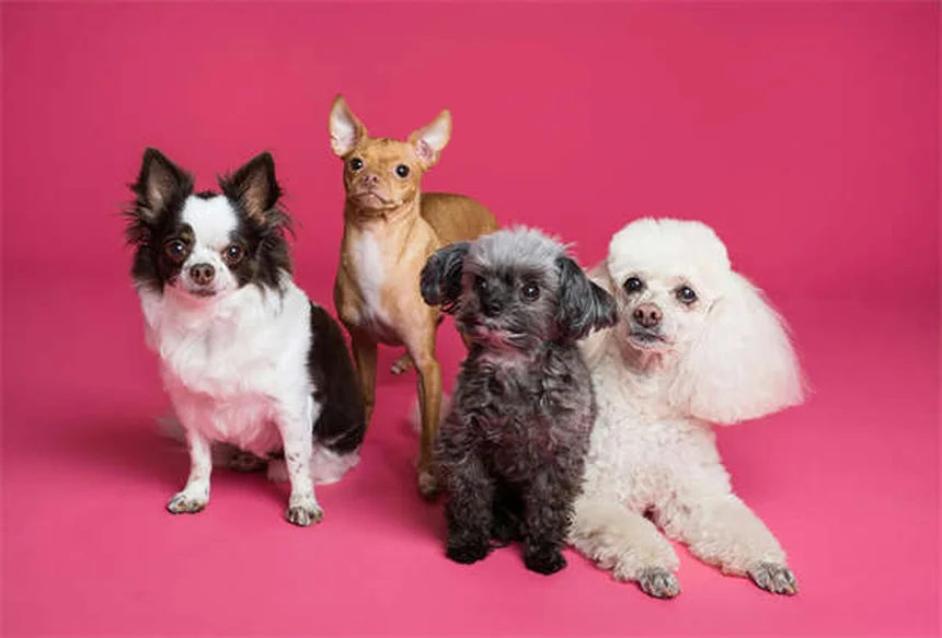 Danse canine : 5 étapes pour débuter avec son chien