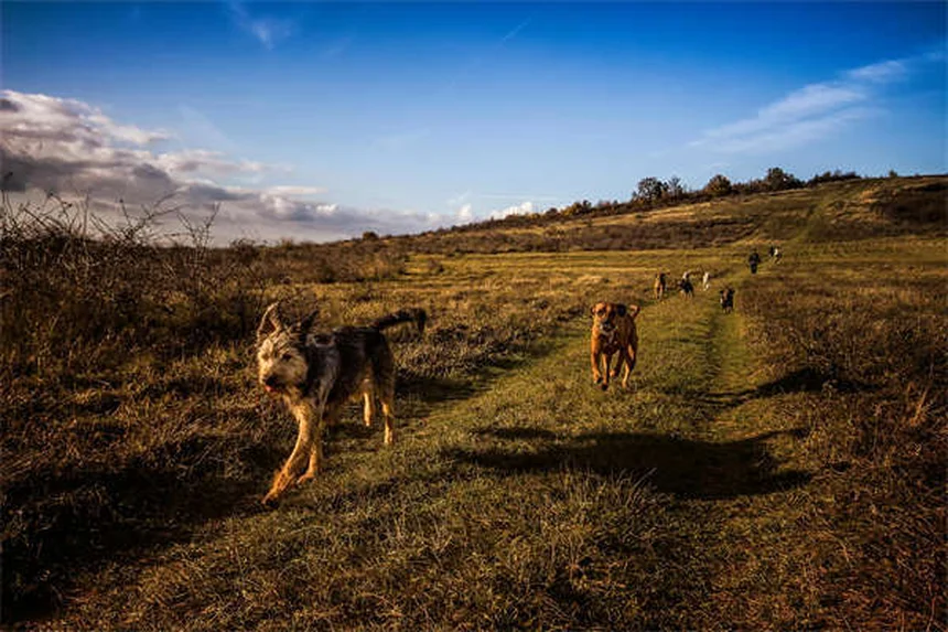 Danse canine : 5 étapes pour débuter avec son chien