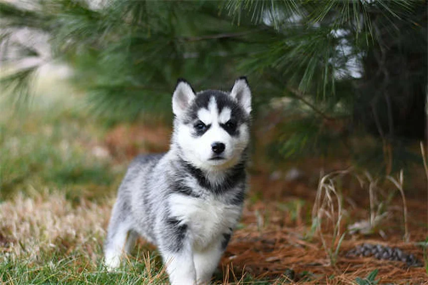 5 signes que ton chien souffre d'une blessure à l'épaule
