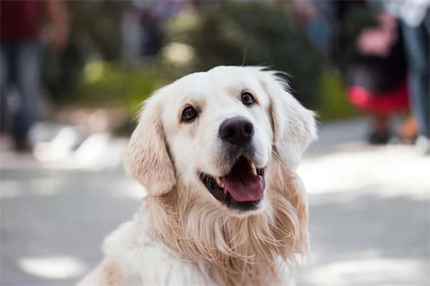 5 signes que ton chien souffre d'une blessure à l'épaule