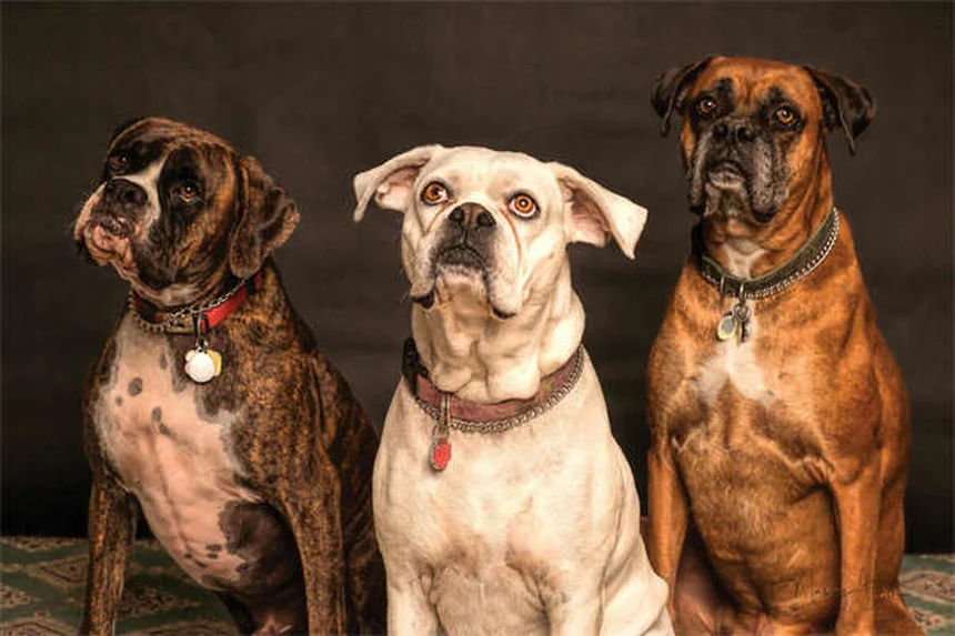 5 signes que ton chien souffre d'une blessure à l'épaule