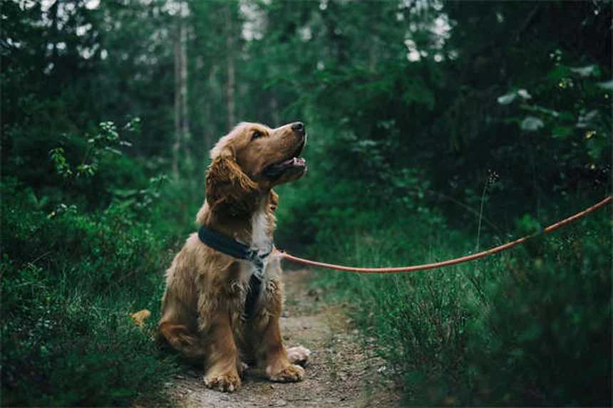 Protéger son chat des puces et tiques : 5 solutions efficaces