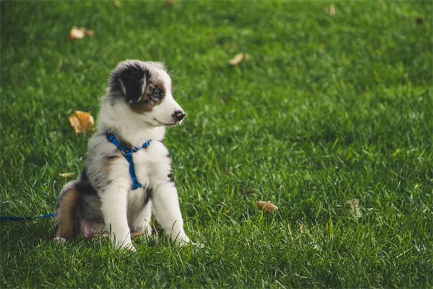 Comment faire participer vos enfants aux soins du chien ? Nos solutions efficaces