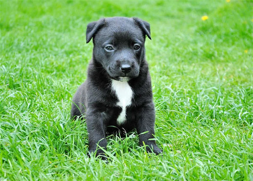 Comment faire participer vos enfants aux soins du chien ? Nos solutions efficaces