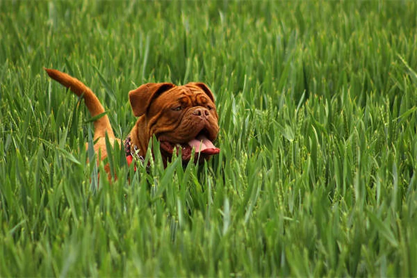 Comment faire participer vos enfants aux soins du chien ? Nos solutions efficaces