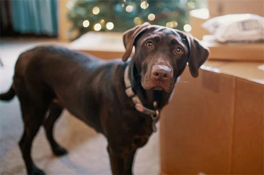 Soigner les plaies de son chien à la maison : le guide complet
