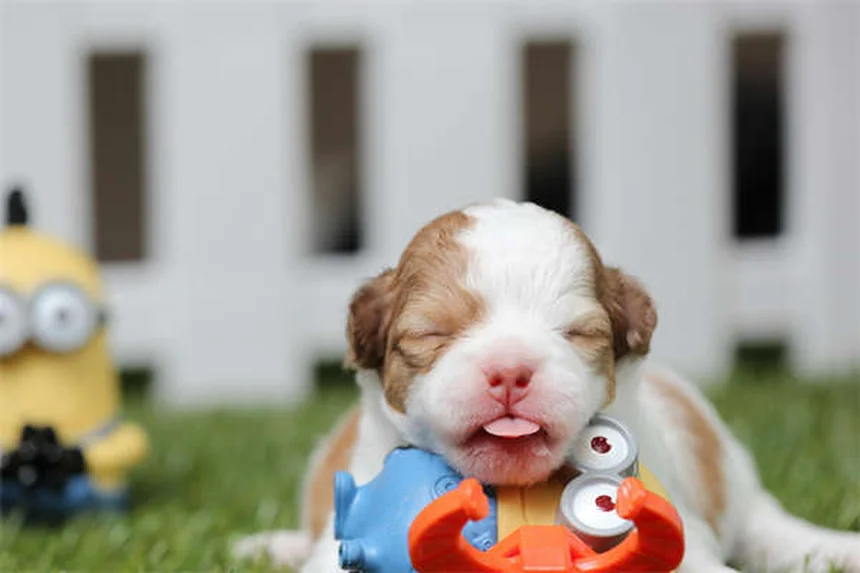 Soigner les plaies de son chien à la maison : le guide complet