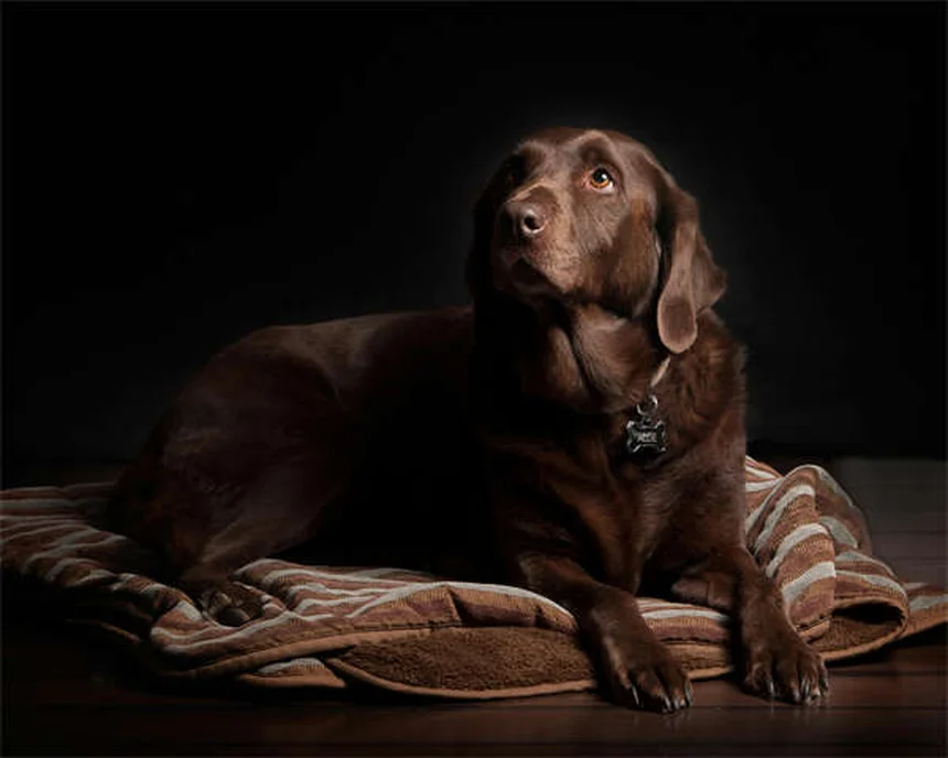 Déshydratation chez le chien : 7 signes qui doivent alerter