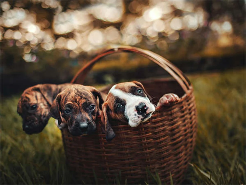 Collier élisabéthain : tout savoir sur le "cône de la honte" pour chien et chat
