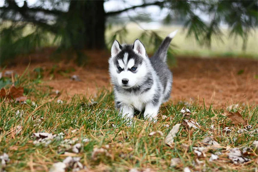 5 astuces naturelles pour éliminer les odeurs de chien dans la maison