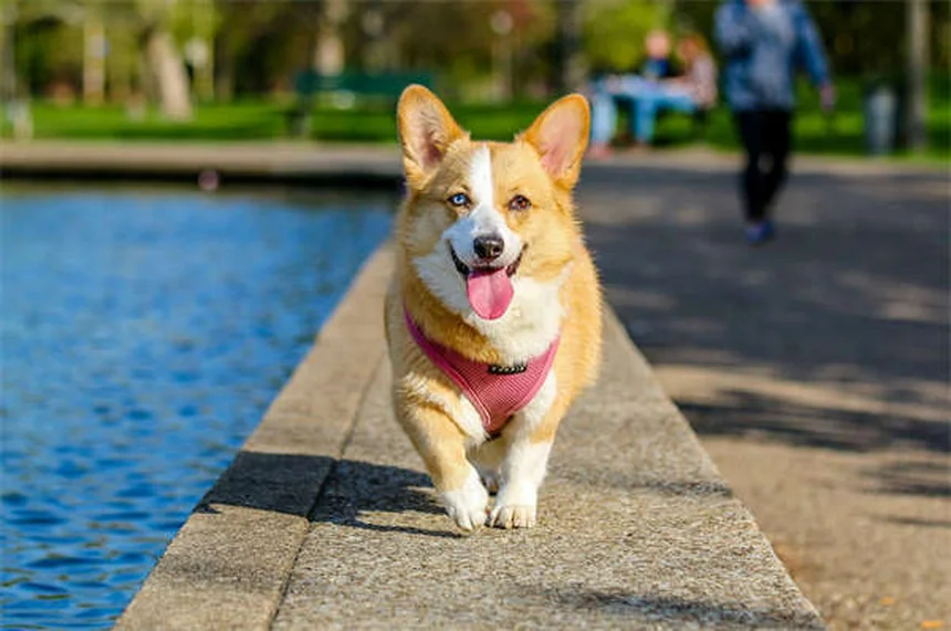 5 astuces naturelles pour éliminer les odeurs de chien dans la maison