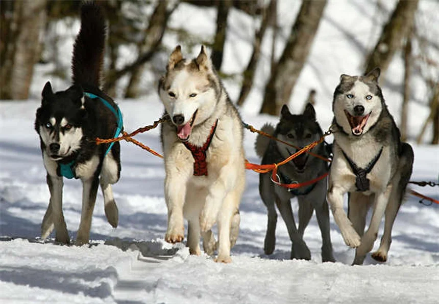 5 astuces naturelles pour éliminer les odeurs de chien dans la maison