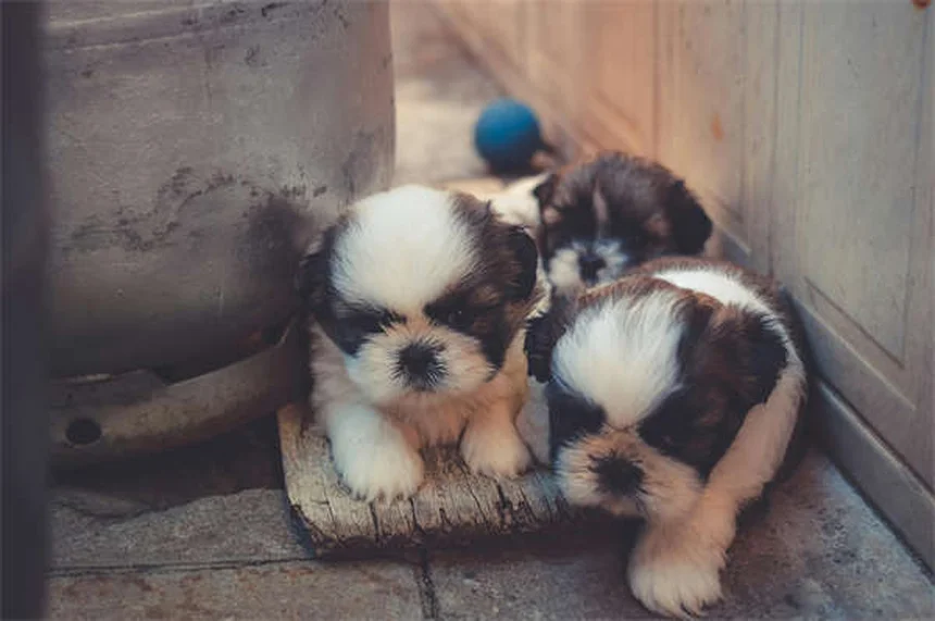 Comment protéger les pattes de votre chien en hiver : 5 solutions efficaces