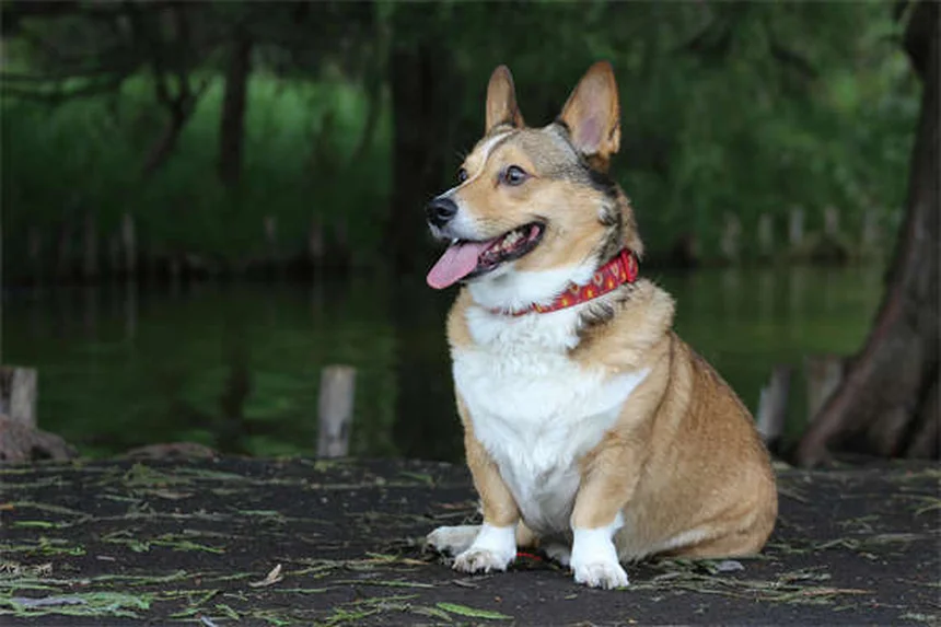 Comment protéger les pattes de votre chien en hiver : 5 solutions efficaces