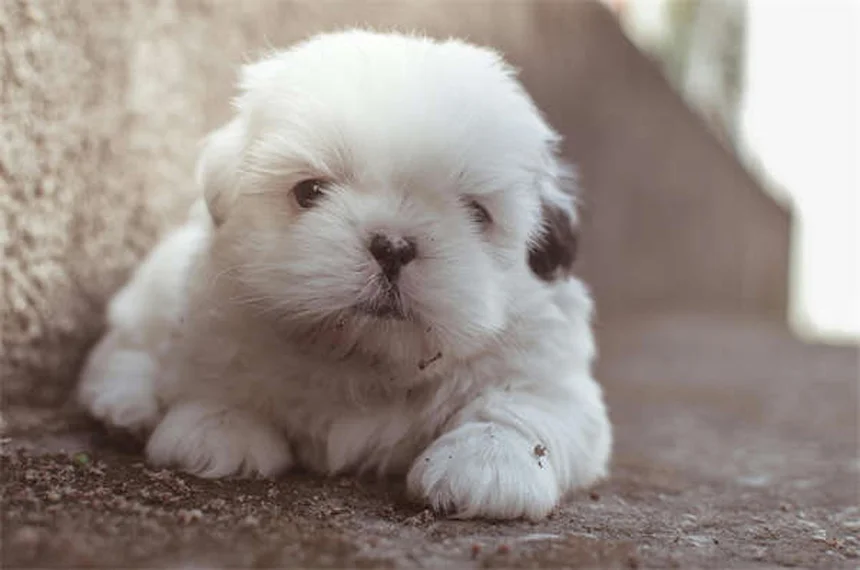 Comment protéger les pattes de votre chien en hiver : 5 solutions efficaces